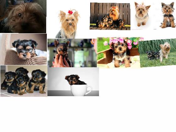 yorkie pictures to adore