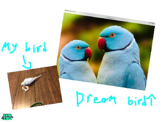 Dream Bird vs Actual Bird