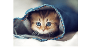 cute cat