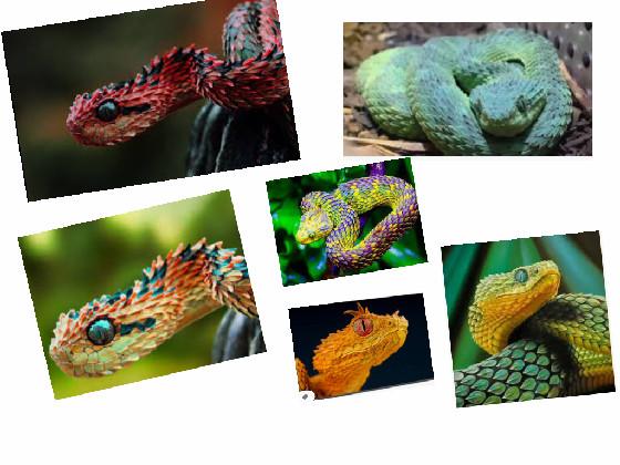 coolest snakes on earth