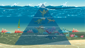 Ocean Ecological Pyramid