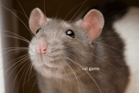 rat game