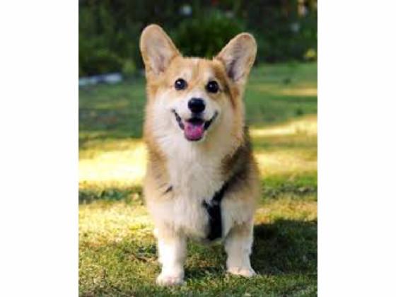 cute corgi pics.