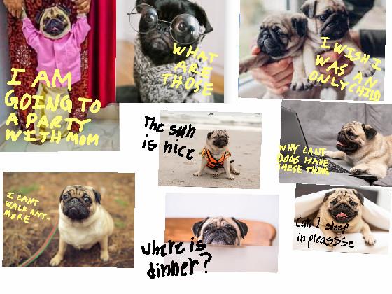 Pug Memes