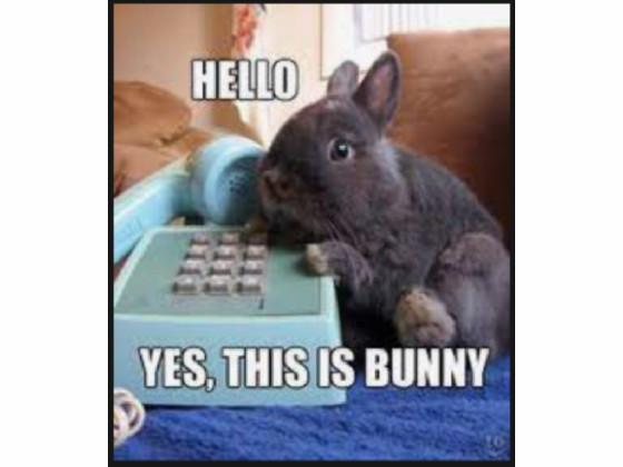 funny bunny