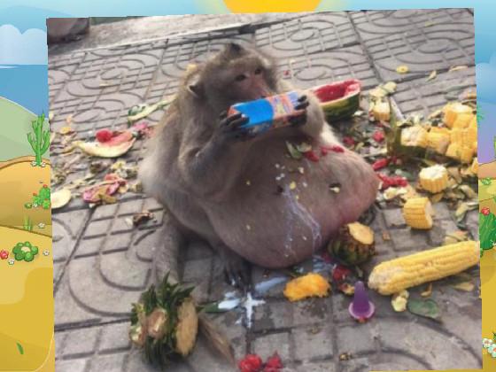 monkey eating food 1