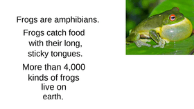 Frogs