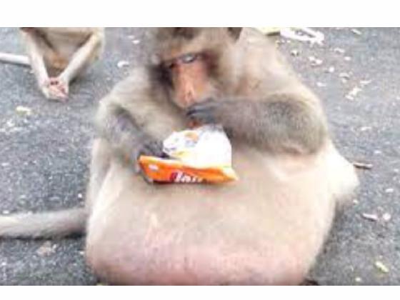 Monkey eating chips