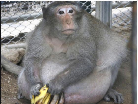 monkey with food