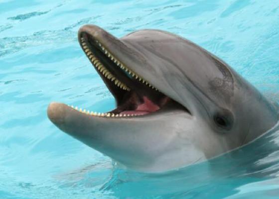 When the dolphin is sus