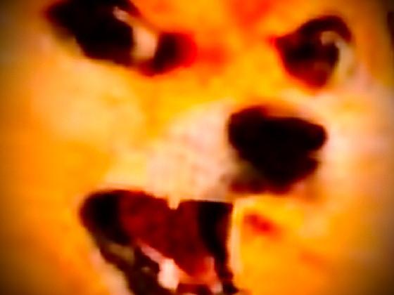 you made doge angry