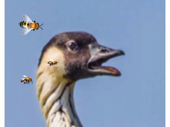 A duck is getting harassed by bees by: Mar