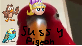 SUSSSY PIGEON