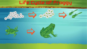 Life Cycle of a Frog