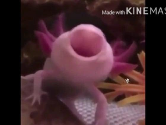 be patient there is axolotl 1