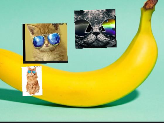 cat+sunglass+banana 1