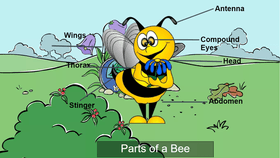 Parts of a Bee - TEMPLATE