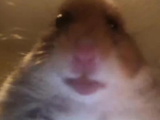 hamster jumpscare 1