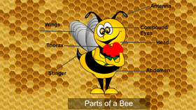 Parts of a Bee - TEMPLATE