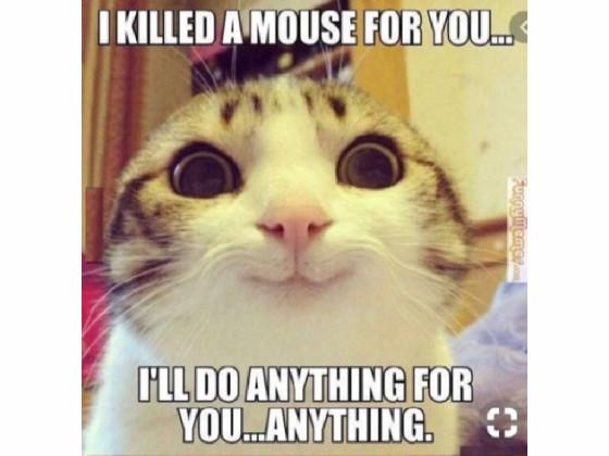 15 funny cat memes! :3 1