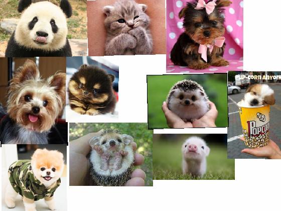 baby animals 1