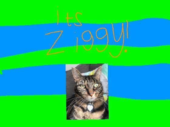 Its Ziggy!!!