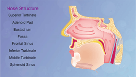 Nose Structure