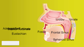 Nose Structure Presenation