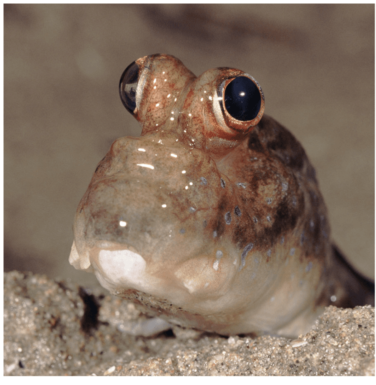 Cute pufferfish