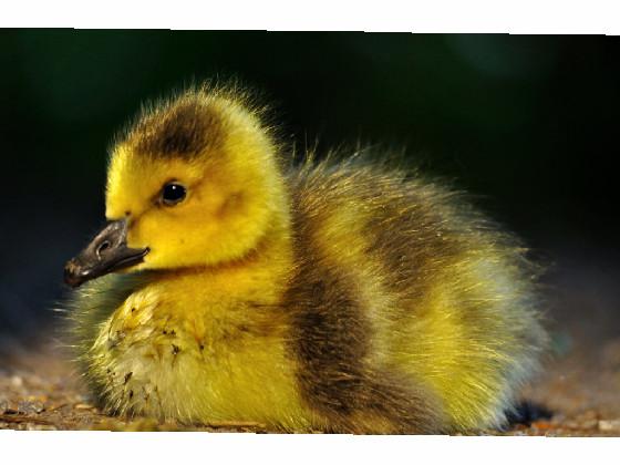 cute duck