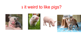 like this if you like pigs