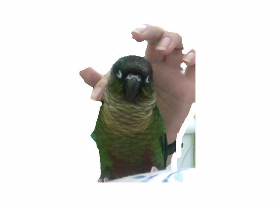 like or my bird will cri ;(