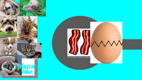 egg