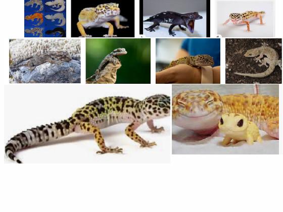 save the geckos🦎🦎🦎 1