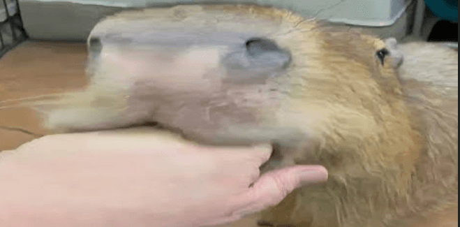 spin a capybara :)