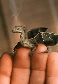 Do you like my real dragon 