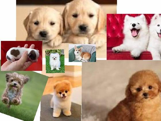 Cute Dogs