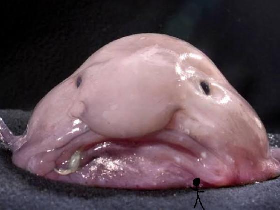 blobfish