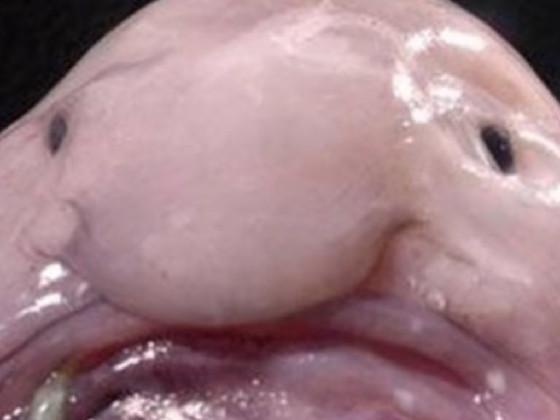 Maze game with Blob Fish