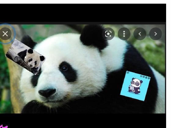 PANDAAAAAAAAAA!!!!!!!!!!!!!!!!!