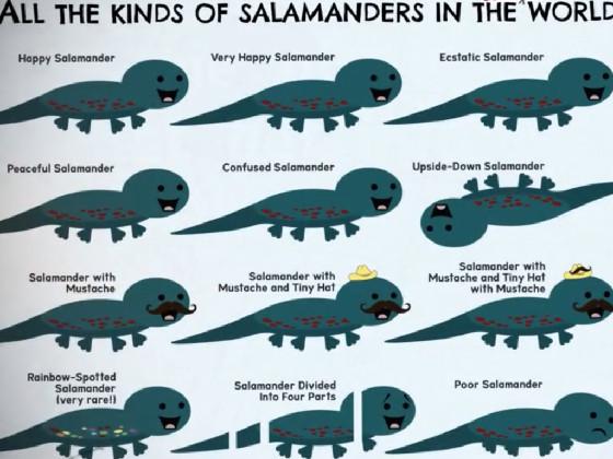 salamanders