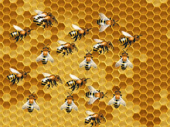 Honey Bees!