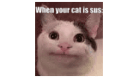 Sus cat