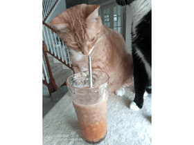 Latte Cat