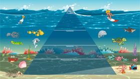 Ocean Ecological Pyramid