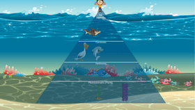 Ocean Ecological Pyramid