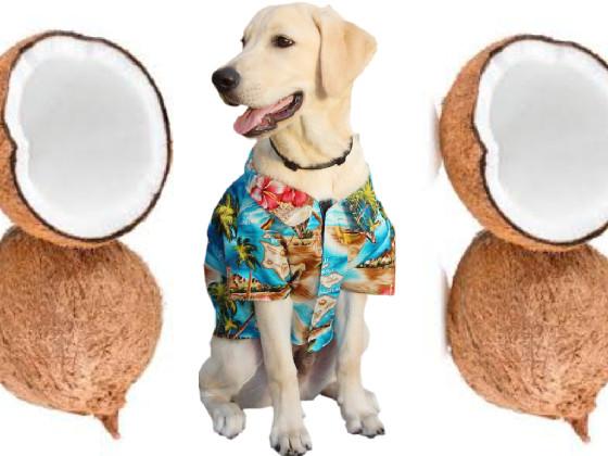 Hawaiian dog