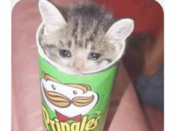 pringles