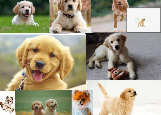 PUPPIES IN THE PAST