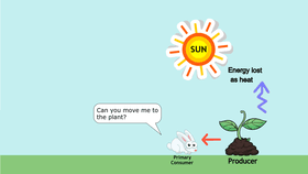 Energy Flow in the Ecosystem